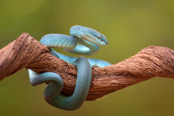 Blauwe Insularis Blauwe Adder — Stockfoto