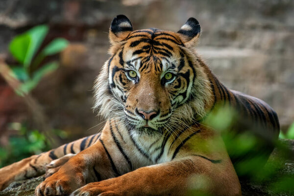 A portrait of sumatrean tiger
