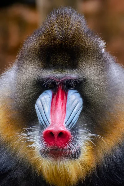 Potrait Mandrill Mandrillus Sphinx — Stock Photo, Image