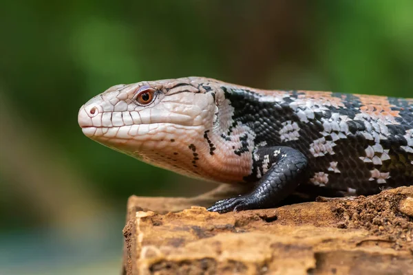 Blå Tunge Skink Træ Gren - Stock-foto