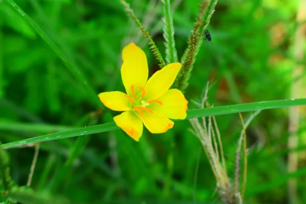 Wild Tiny Yellow Flower Grasses — Stock Photo, Image