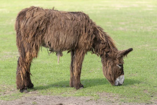Burro Cabelos Compridos Equus Africanus Asinus Pastando Prado Verde Uma — Fotografia de Stock