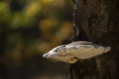 Huş mantarı huş mantarı ailesinde Fomitopsidaceae akşam ışığı bir huş ağacı