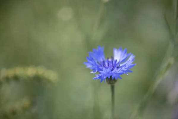 Bleuet Centaurea Cyanus Aussi Appelé Bleuet Sauvage Appartenant Famille Des — Photo
