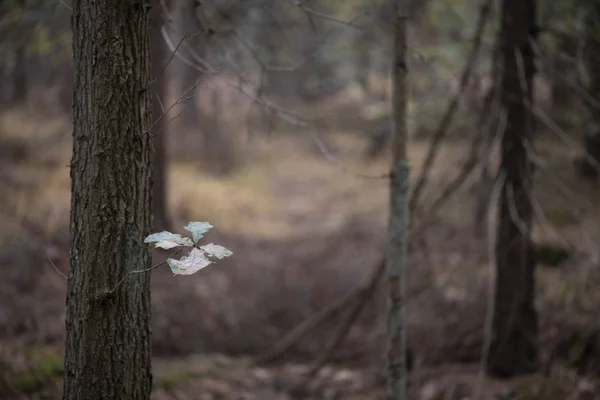 Las últimas hojas a un árbol en un bosque otoñal — Foto de Stock