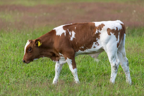 Frisiska Röd Vita Holländska Tjur Kalv Somrig Grön Äng — Stockfoto