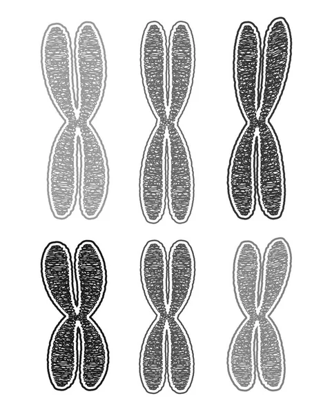 Chromosomen mini set — Stockvector