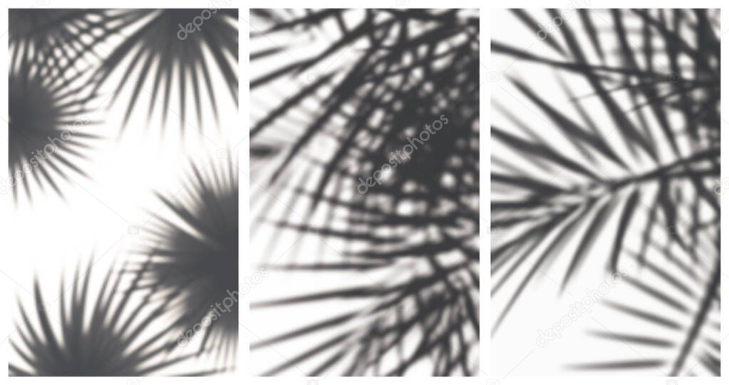 Set of vector illustrations of realistic shadows of palm leaves