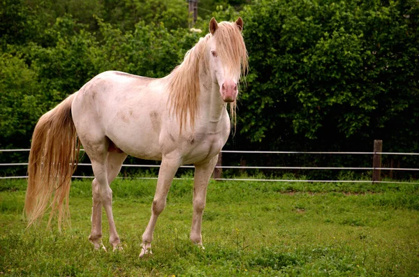 Cavallo Bianco Campo Nel Verde Sullo Sfondo — Foto Stock