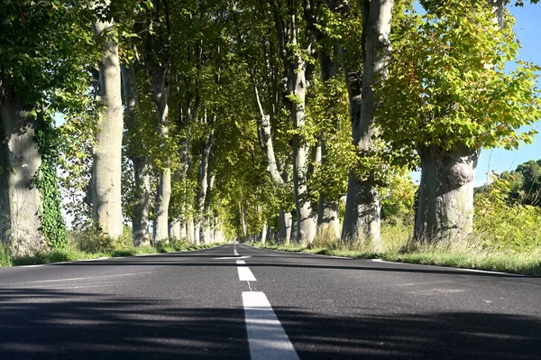 프랑스 랑그도크 루시용, 평평 한 나무들이 길을 따라 나부끼고 있는 모습 — 스톡 사진
