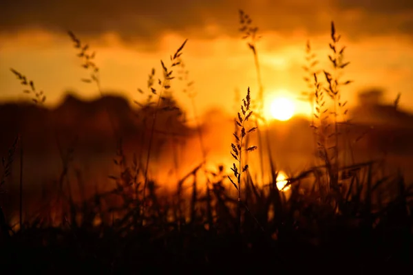 Silhouette of tall grass in orange sunrise / sunset