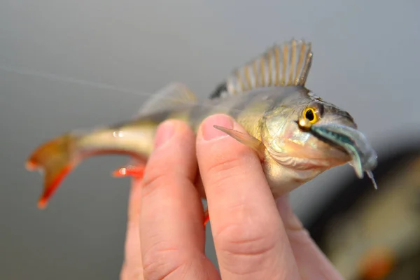 Perche Capturée Lors Pêche Sur Appât Caoutchouc Main — Photo