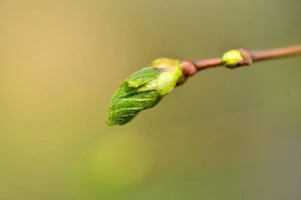緑の背景に木の芽のクローズアップ — ストック写真