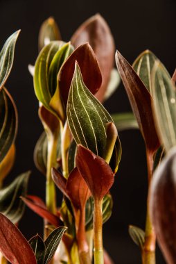 Bitki yaprakları stüdyoda siyah bir arkaplanda.