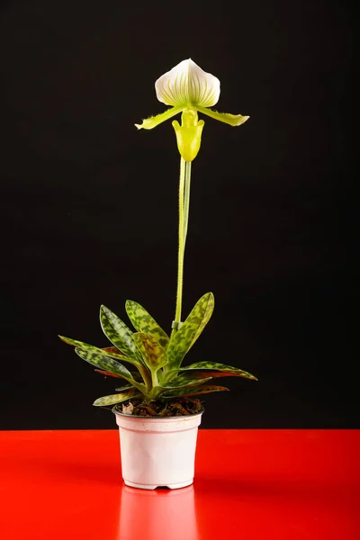 Colorido Paphiopedilum Orquídea Pie Una Olla Sobre Una Mesa Roja —  Fotos de Stock