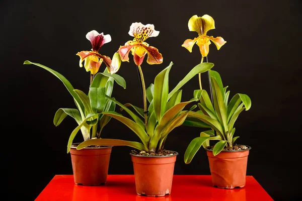 Bir grup renkli orkide paphiopedilum stüdyoda siyah bir arkaplanda kırmızı bir masanın üstünde duruyor.