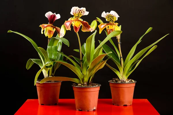 Trio Paphiopedilum Colorato Orchidea Piedi Una Pentola Tavolo Rosso Uno — Foto Stock