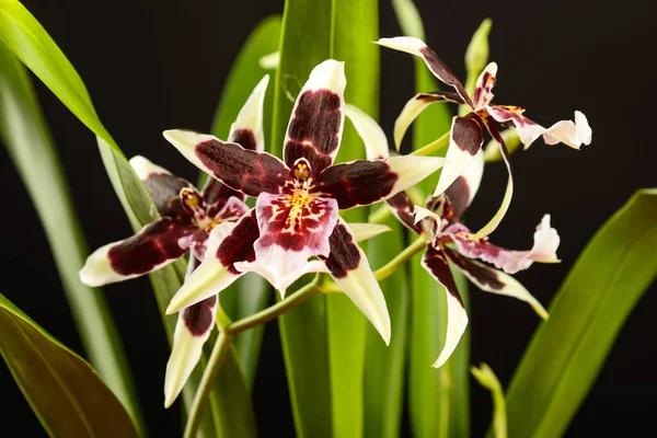 Oncidium Orchidea Virágok Fekete Alapon — Stock Fotó