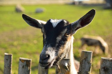 Keçi kafası çitin yanında ve arka planda çayır