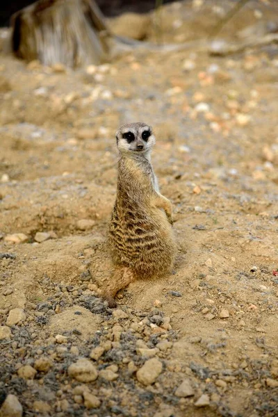 Meerkat Sitting Sand Stones — Stock Photo, Image