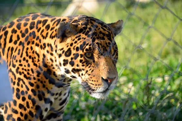 Cabeça Leopardo Zoológico — Fotografia de Stock