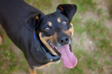 Siyah-kahverengi kısa saçlı köpek kameraya bakıyor.