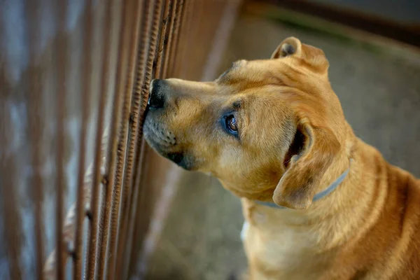 Dog Pitbull Waiting Shelter Pen Bars New Owner — Stock Photo, Image