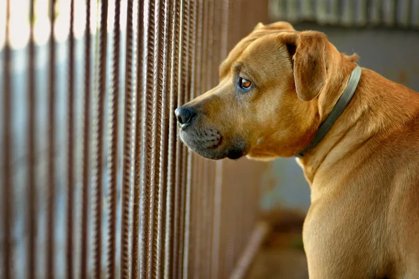 The dog pitbull is waiting in the shelter in the pen behind bars for the new owner