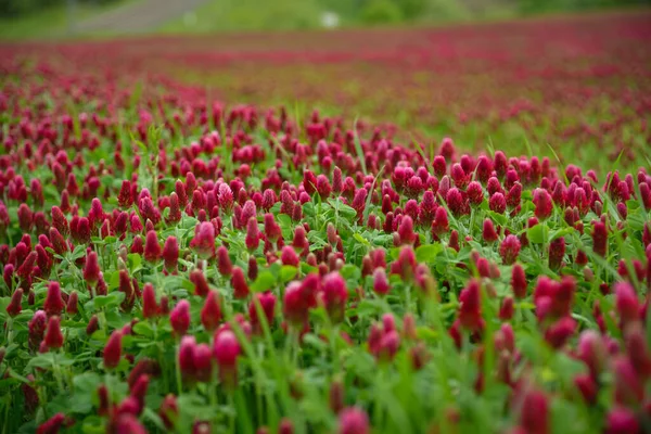 Blühendes Feld Von Rotklee — Stockfoto