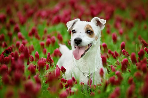 Pies Stojący Czerwonej Koniczynie Polu — Zdjęcie stockowe