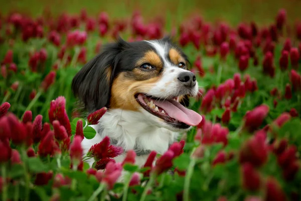 狗站在田野里的红色的三叶草中 — 图库照片