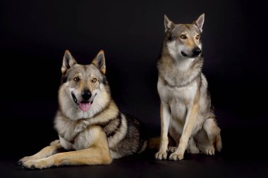 İki köpek (czechoslovakian alsatian) siyah arka planda yan yana yatar ve otururlar.