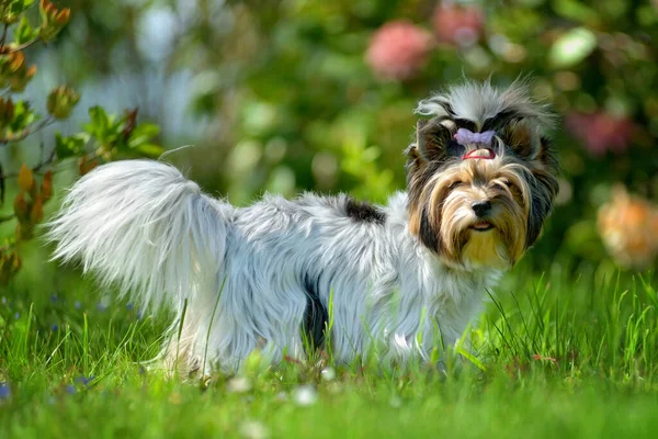 Yorkshire Terrier Biewer Pie Hierba — Foto de Stock