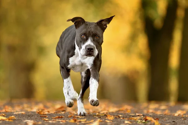 Siyah ve beyaz köpek Amerikan teriyeri arka planda ağaçlarla yolda koşuyor.
