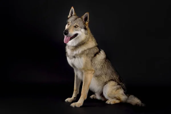 Köpek (Çekoslovakya Kurt Köpeği) siyah arka planda stüdyoda oturuyor