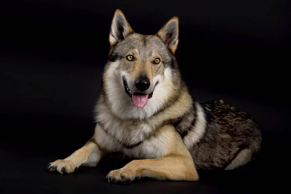 Perro Wolfdog Checoslovaco Acostado Estudio Sobre Fondo Negro —  Fotos de Stock