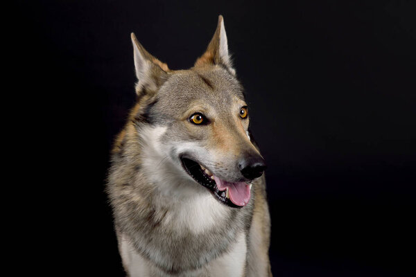Dog (Czechoslovakian Wolfdog) sitting in studio on black background looking in front