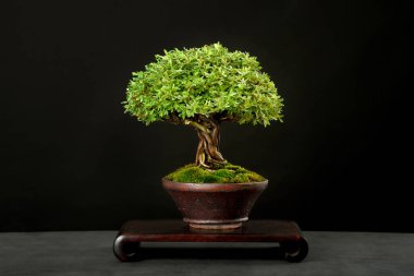 Siyah arka planı olan bir masada geleneksel Japon bonsai (minyatür ağaç)