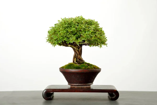 Japán Bonsai Fehér Padló Art Japan — Stock Fotó