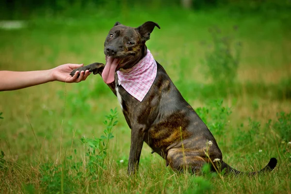 Portrait American Staffordshire Terrier Amstaff Sitting Ground Nature American Stafford — Stock Photo, Image