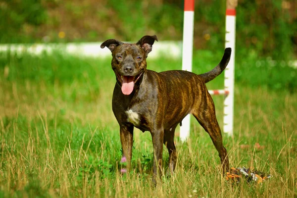 Portrait American Staffordshire Terrier Amstaff Sitting Ground Nature American Stafford — Stock Photo, Image