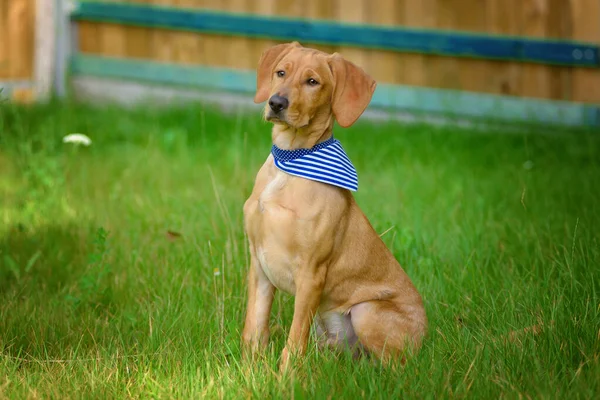 Mavi eşarplı sarı labrador av köpeği.