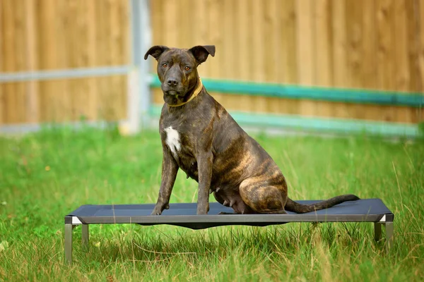 Amerikan Staffordshire Teriyeri 'nin (amstaff) portresi doğada bir şezlongda oturuyor..