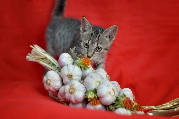 Kırmızı arka planda sarımsak süslemeli tekir kedi.