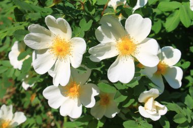Rosehip, Orenburg bahçelerinde yetişen beyaz, süs bitkisi.