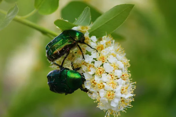 May beetles on a flower. Spring in Orenburg