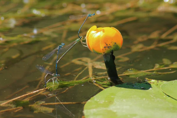 Çiçekler Nehirdeki Zambakları Çiçeğin Etrafındaki Yusufçuklar — Stok fotoğraf