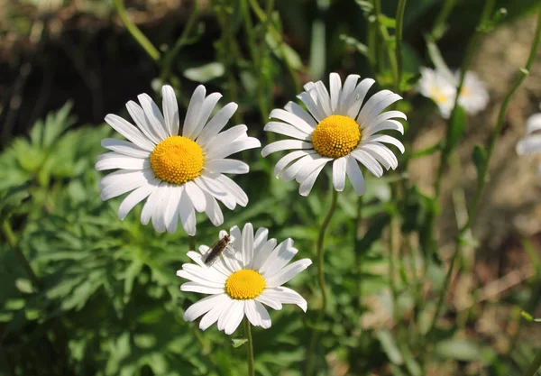 Chamomile Flowers Insect Sitting One Flowers — Stock Photo, Image