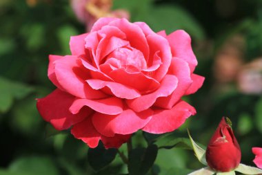 Ne kadar güzel, ne kadar tazeydi güller, pembe gül