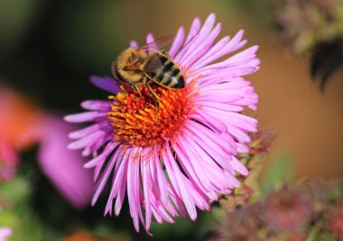 Arı çiçekli bir azize üzerine oturdu.
